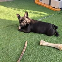 Französische Bulldogge Luna, Hündin zur Adoption