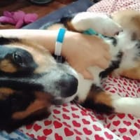 Kuschelkönig Merlin  sucht Zuhause, Hund zur Adoption