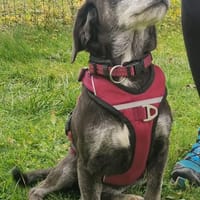 Dita, super brave Seniorin, Hündin zur Adoption