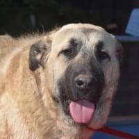 PABLO, Hund zur Adoption