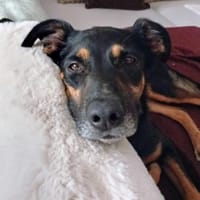 Yaki, Hund zur Adoption