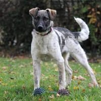 Hundemädchen Linda, Hündin zur Adoption