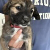 Samira sucht ihre Familie, Hündin zur Adoption