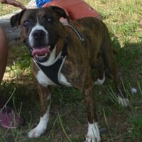 Santo braucht Liebe, kein Mitleid, Hund zur Adoption