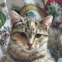 Nina - Freundliches Tigermädel, Katze zur Adoption