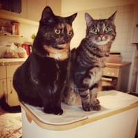 Dreamteam Luna und Fiete in Erfurt, Kater zur Adoption