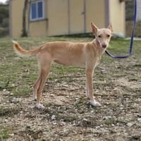 Sanfte Hündin Deli, Hündin zur Adoption