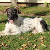 Max - Lebensfreude pur, Hund zur Adoption