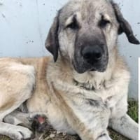 MALIK - brutal eingefangen ........, Hund zur Adoption