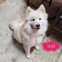 Lolika wünscht sich eine tolle Familie, Hündin zur Adoption