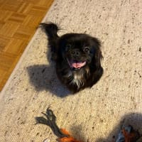 Polly sucht ihr Zuhause 🐾, Hündin zur Adoption