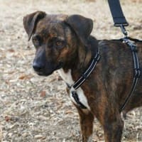 Wer gibt Silly ein Zuhause?, Hündin zur Adoption