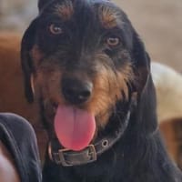 Anne, Hündin zur Adoption