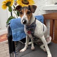 Liebe Sally braucht neues Heim, Hündin zur Adoption