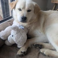 Cindy 💗 wartet in 12529 Schönefeld, Hündin zur Adoption