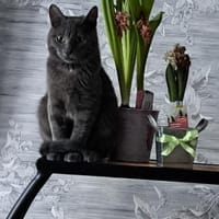 Safir ein Kater wie keiner, Kater zur Adoption