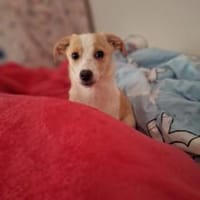 zuckersüße Josie sucht ihre Kuschelpartn, Hündin zur Adoption