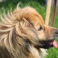 ROBY - traute Zweisamkeit wäre klasse, Hund zur Adoption