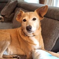 FLORA - mißhandelt & ausgesetzt....., Hündin zur Adoption