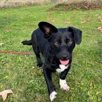 Funny - freundliche Familienhündin, Hündin zur Adoption