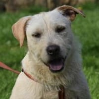 BELLA, Hündin zur Adoption