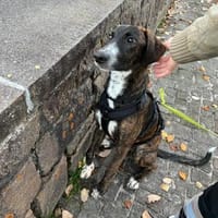 eleganter, ausgegl. Welp (Tierschutz), Hund zur Adoption