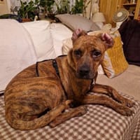 Tara, Hündin zur Adoption