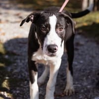 Rocky 💗 wartet in 50674 Köln, Hund zur Adoption