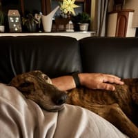 Rudi, Hund zur Adoption