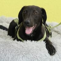 Relino möchte sein Herz verschenken..., Hund zur Adoption