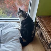 Sensible Molly sucht ein Zuhause, Katze zur Adoption
