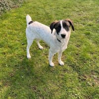 Sally, Hündin zur Adoption