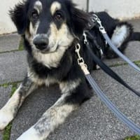 Flauschige Tosha, Hündin zur Adoption