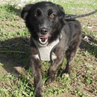 MONA, Hündin zur Adoption