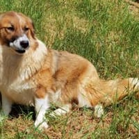 Clara sucht Ihre Menschen, Hündin zur Adoption