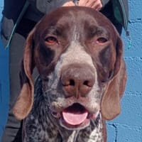 Ragnar ein Menschenfreund, Hund zur Adoption