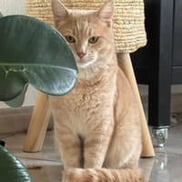 Jigger aus dem Tierschutz, Kater zur Adoption