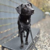 Syra die bezaubernde schwarze Schönheit, Hündin zur Adoption