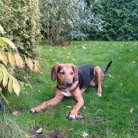 Feivel sucht ein liebevolles Zuhause, Hund zur Adoption