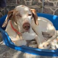 Jara braucht viel Liebe, Hündin zur Adoption