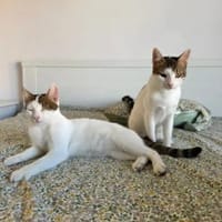 Jupiter& Snickers freundliches Dreamteam, Kater zur Adoption
