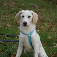 Bachisio möchte Ihnen Freude bereiten, Hund zur Adoption