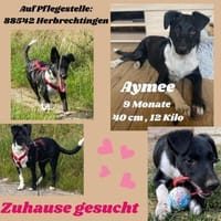 Die liebe❤Aymee❤sucht ihre Menschen, Hündin zur Adoption