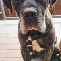 Paul, Pflegestelle in Hessen, Hund zur Adoption