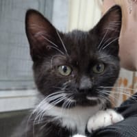 AMBA, chatte à adopter