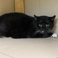 Tenor CAB4834, chat à adopter