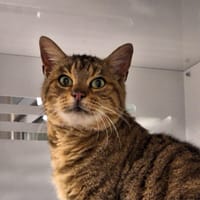 SARAH, chatte à adopter