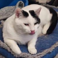 OPI, chat à adopter