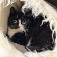 Armol CAb4837, chat à adopter