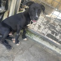 KALIPSXAU, chienne à adopter